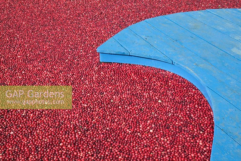 Cranberries floating beside decking in the Get a Taste for New England garden 