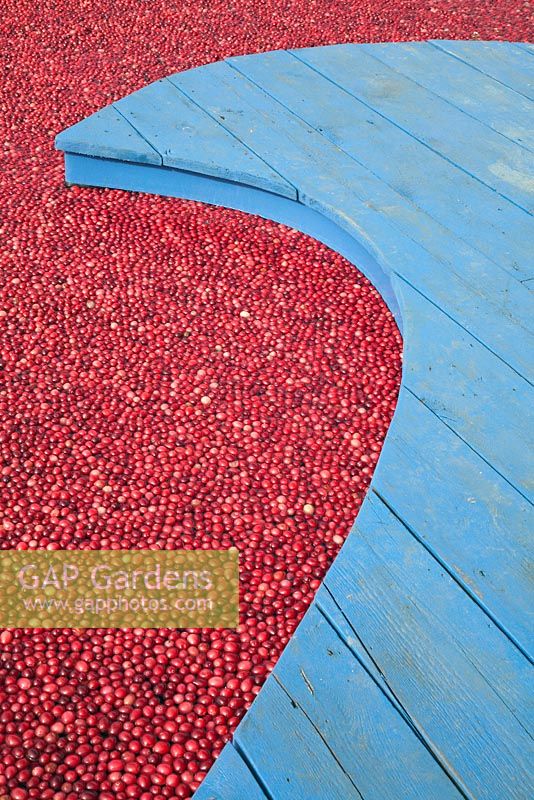Cranberries floating beside decking in the Get a Taste for New England garden