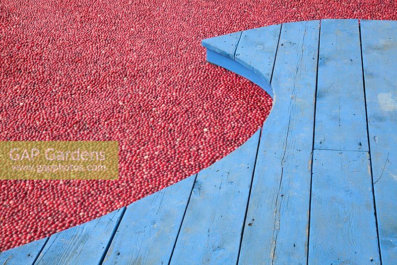 Cranberries floating beside decking in the Get a Taste for New England garden