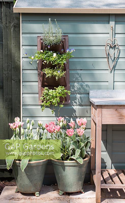 Tulipa 'China Town' with a wall planter mounted on the side of a shed