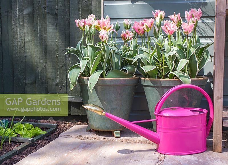 Tulipa 'China Town' with a pink watering can
