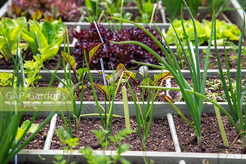 Colourful plant labels within a square foot gardening raised veg trug