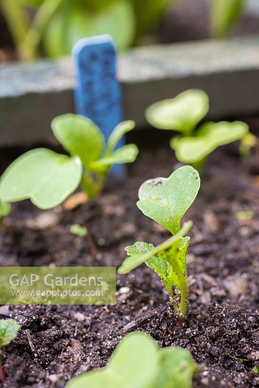 Square foot gardening. Planting Radish 'Scarlet Globe'. Growth development