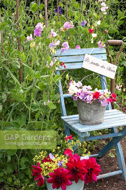 Lathyrus odoratus - Sweetpeas in bucket on chair in cutting garden
