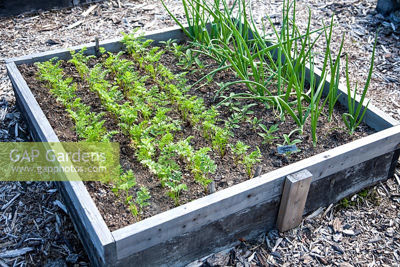 Carrots, garden Sage, Onion in vegetable bed