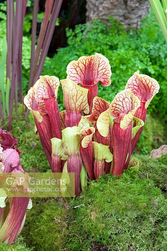 Sarracenia hybrid pitcher plant
