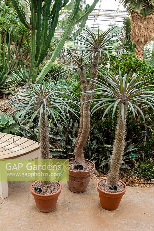 Pachypodium geayi in containers, Wisley glasshouse