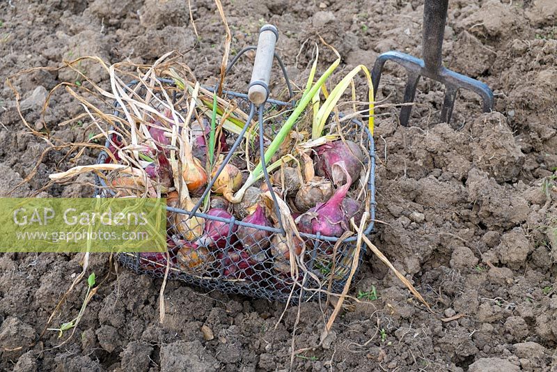 Wire basket of freshly lifted maincrop Onions 'Stuttgarter' 
