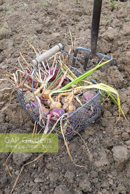 Wire basket of freshly lifted maincrop Onions 'Stuttgarter' 
