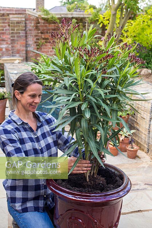 Planting Nerium oleander in the centre of the pot