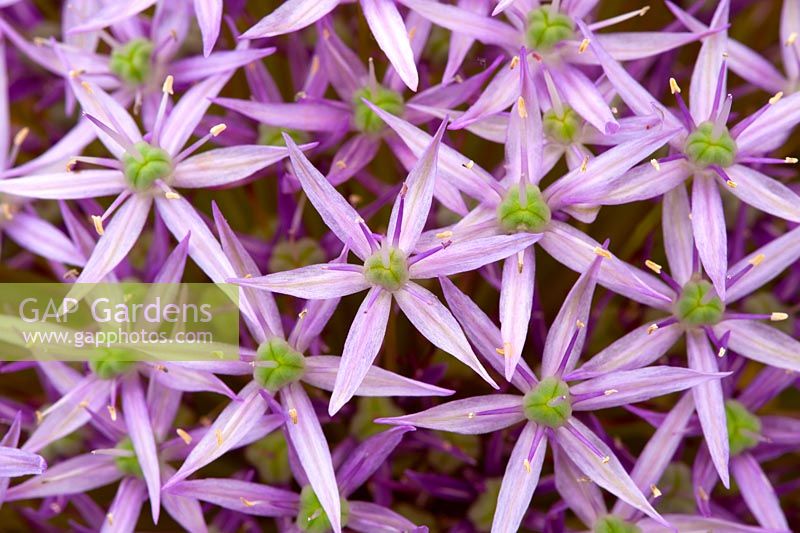 Allium 'Round 'n purple'