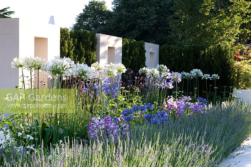 The Just Retirement Garden. Agapanthus and lavender in rows beside axis path. Designer: Jack Dunckley Sponsor: Just Retirement Silver-Gilt medal 