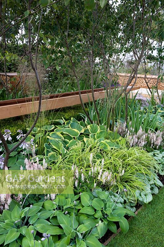 Vestra Wealth's Vista Garden. View through border benethat high-canopy shrubs with underplanting of hostas, grasses and heucherella. cedar-wood channel is supported by a box hedge. Designer: Paul Martin Sponsor: Vestra Wealth Gold award  