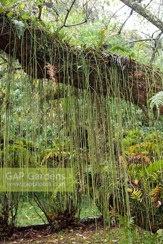 Rhipsalis (misteltoe cactus) a parasitical plant, here growing from a tree. 