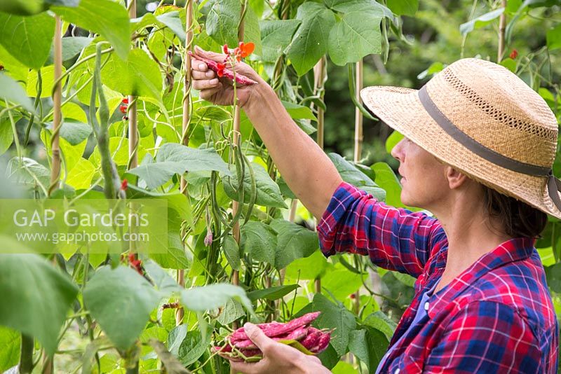 Woman harvesting Climbing Bean 'Borlotto Lingua di Fuoco' - Firetongue. 