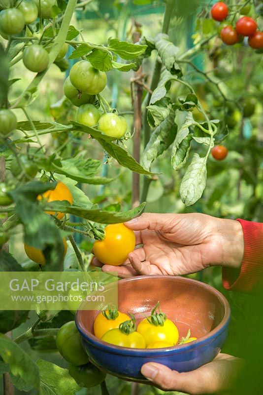 Harvesting Tomato 'Golden Sunrise'
