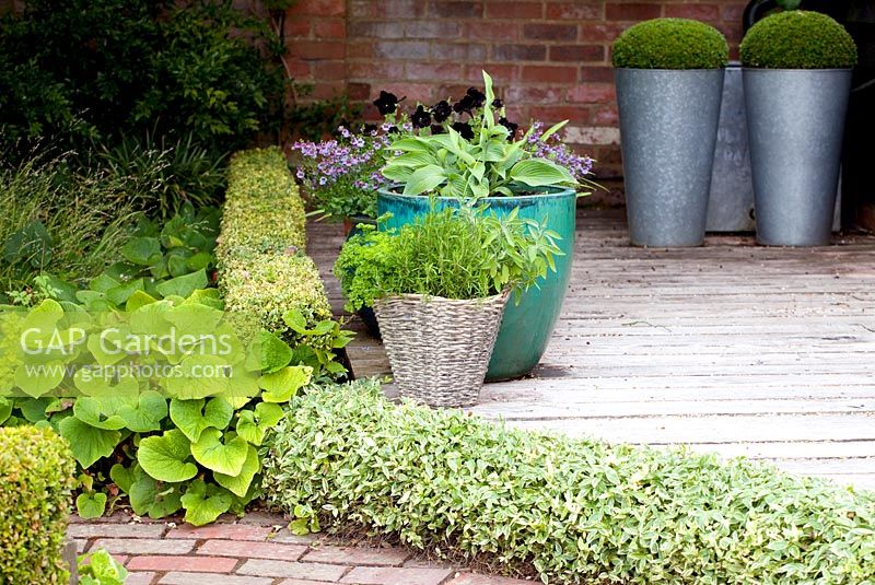 Detail of decking and path, clipped Vinca, containers, sleek metal pots with clipped buxus, rustic basket, hosta in blue pot