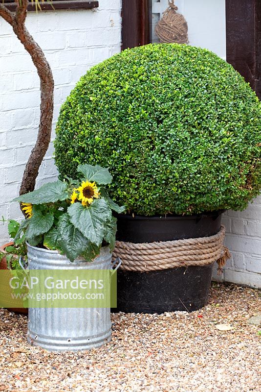 Recycled containers, bin with sunflowers, rope around black plastic pot, buxus topiary sphere