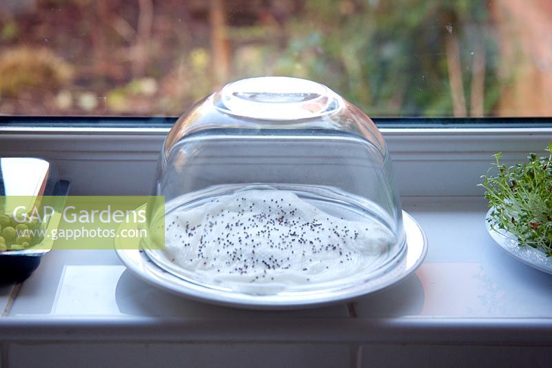 A glass bowl makes an ideal greenhouse for your microgreens
