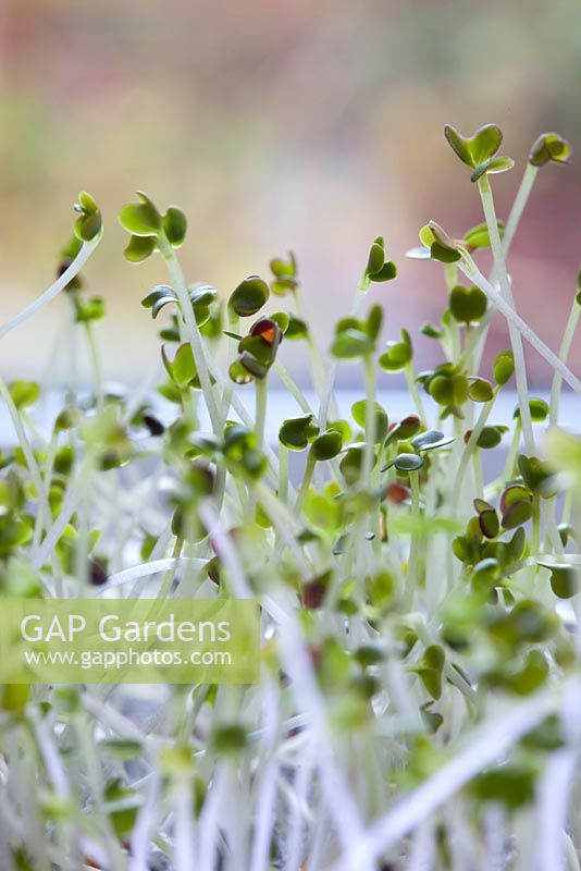 Microgreens Peppery Passion  - Spicy Leaf Mix
