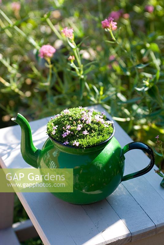 Vintage enamel teapot as a container with alpine Silene acaulis 'Mount Snowdon'