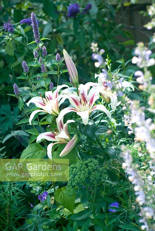 Cottage garden border in summer with tree lily, agastache and clary sage