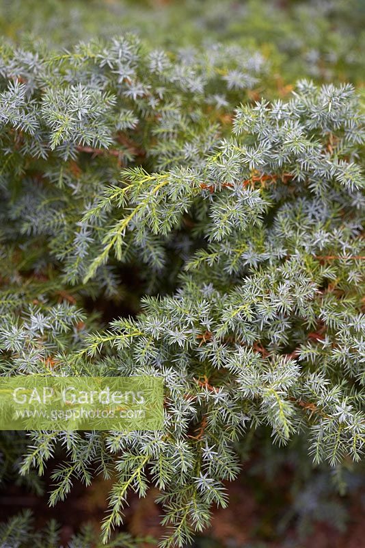 Juniperus squamata 'Hunnetorp'