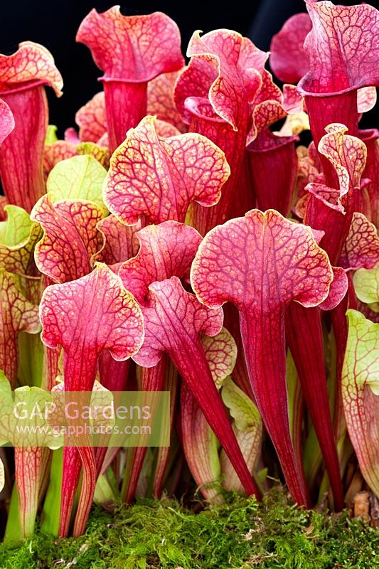 Sarracenia pitcher plant