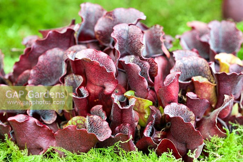 Sarracenia purpurea ssp. Venosa pitcher plant