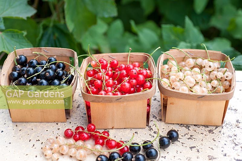 Ribes - Black, white and redcurrants harvested in punnets