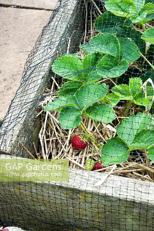 Raised strawberry bed with net protection