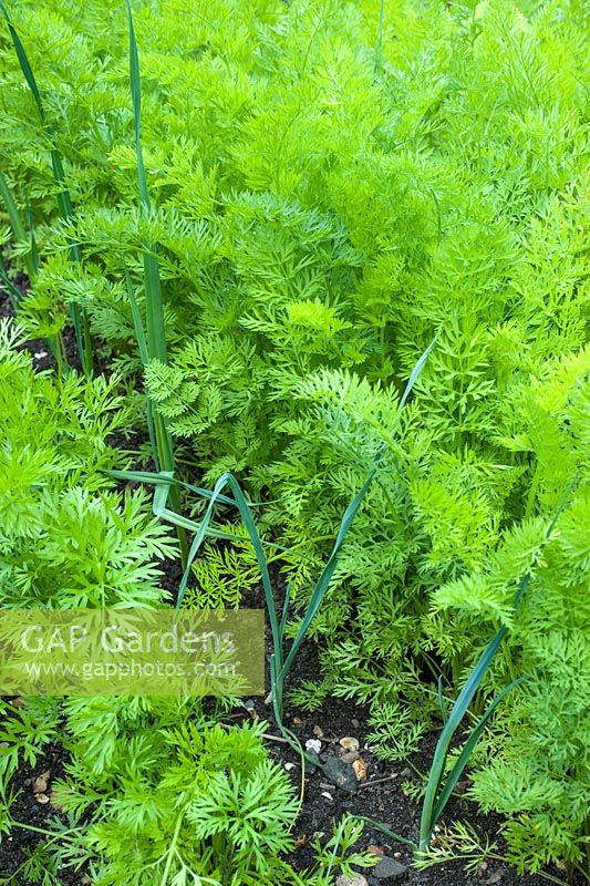 Carrots and spring onion companion planting