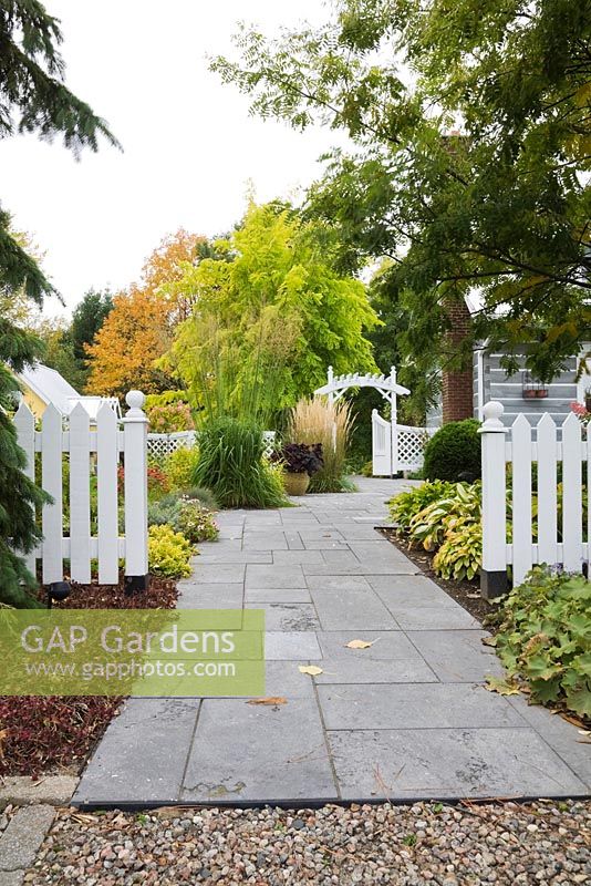 Grey flagstone path leading to a arbour through a white picket fence in front garden in autumn. Plants include Sedum spurium, Alchemilla mollis, Kleine 'Silberspinne', Miscanthus sinensis and a Robinia pseudoacacia 'Frisia' tree in the background. Il Etait Une Fois garden, Monteregie, Quebec, Canada. 