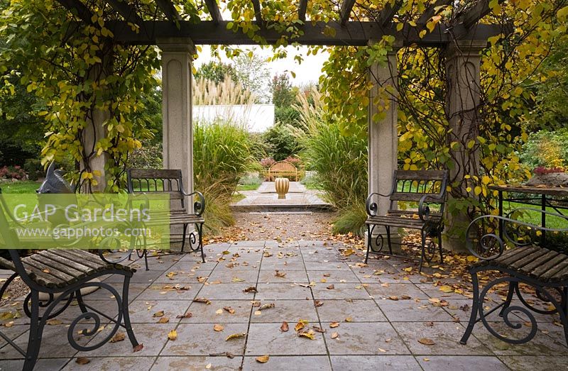 Wooden garden chairs and fallen leaves on flagstones underneath a wood and concrete pergola covered with a Kiwi ornemental 'Arctic Beauty' climbing vine, Actinidia kolomikta 'Arctic Beauty' in backyard garden in autumn. Il Etait Une Fois garden, Monteregie, Quebec, Canada. 