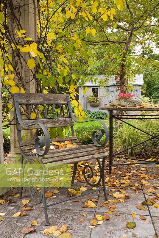 Wooden garden chair and fallen leaves on flagstones underneath a wood and concrete pergola covered with a Kiwi ornamental 'Arctic Beauty' climbing vine, Actinidia kolomikta 'Arctic Beauty' in backyard garden in autumn. Il Etait Une Fois garden, Monteregie, Quebec, Canada. 