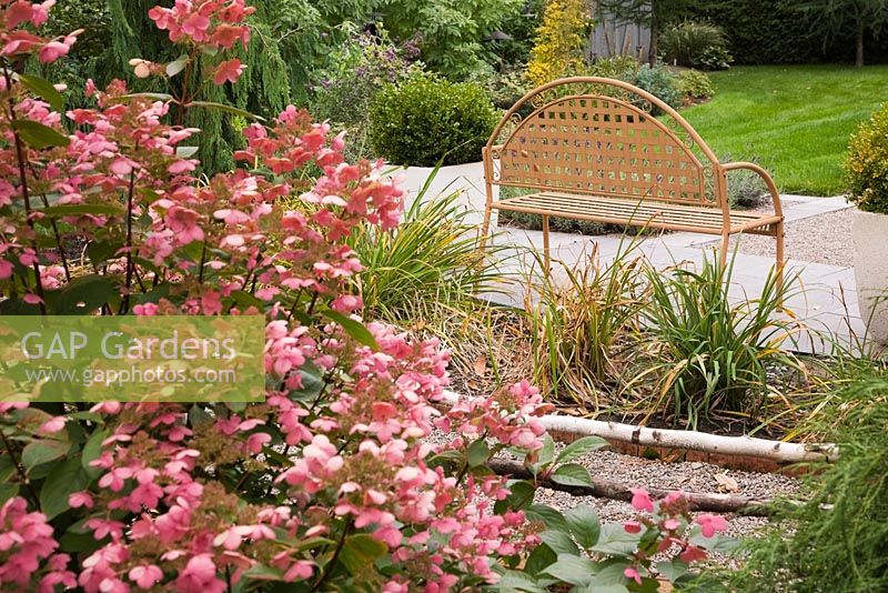 Hydrangea paniculata 'Quick Fire' - pink hydrangeas and the back of a brown metal lattice garden bench in backyard garden in autumn. 