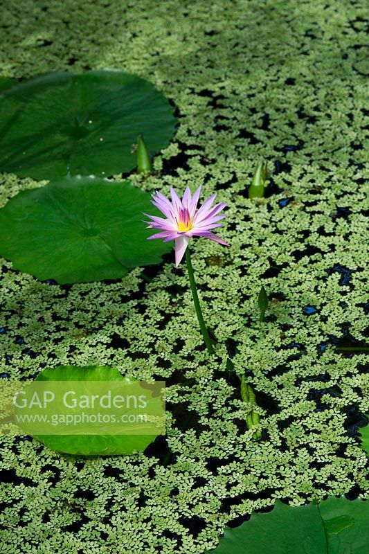 Nymphaea A Siebert - Tropical Water lily - July - Surrey
