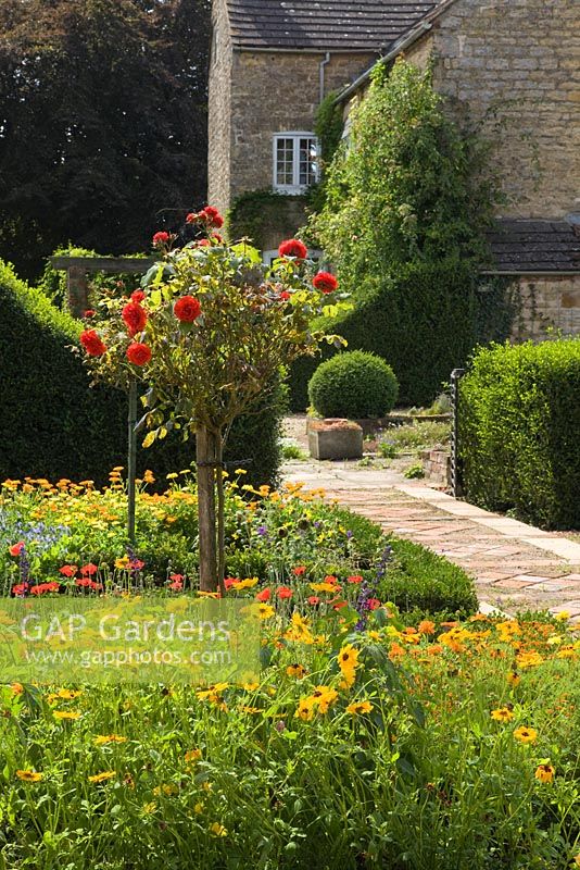 Parterre area with box edged beds. Standard rose 'Remembrance' and mixed annuals and herbs. Hall Farm Garden at Harpswell near Gainsborough in Lincolnshire. August 2014.