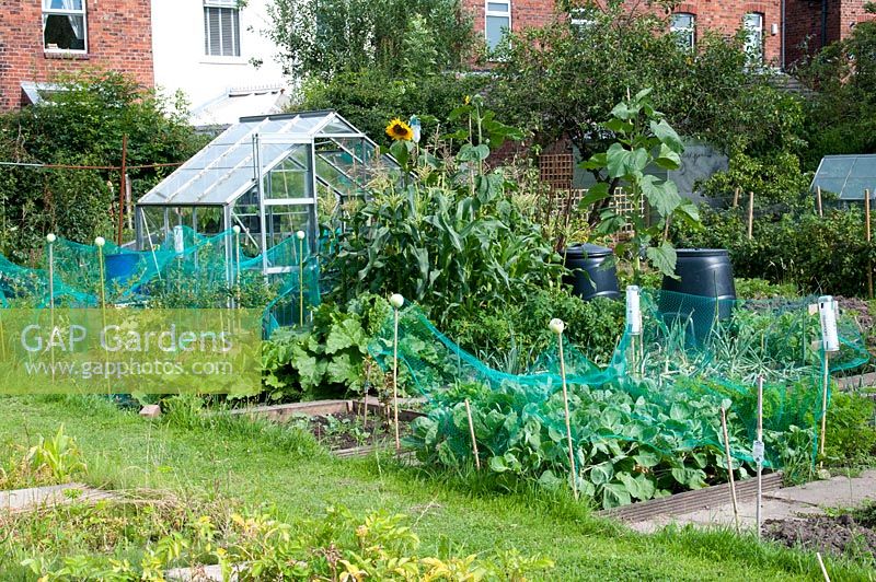 Allotment by housing estate with beds growing brassica and blueberry protected by netting, corn, sunflower and rhubarb, greenhouse, compost bins and grass path in July. Marlborough Road allotment site, Flixton, Manchester. Open for the National Garden Scheme