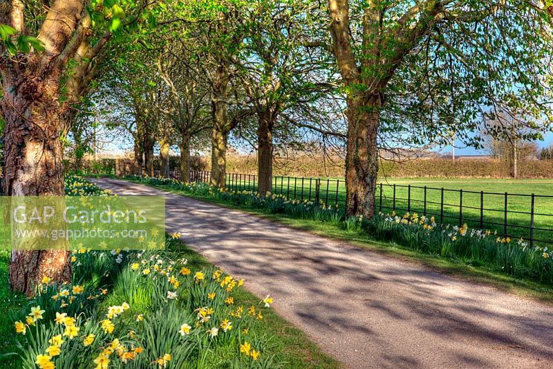 Drive with Daffodils - Allington Grange