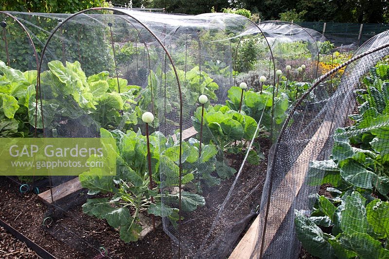Cloches made from rusty steel hoops with protective butterfly netting over Brussel sprouts 