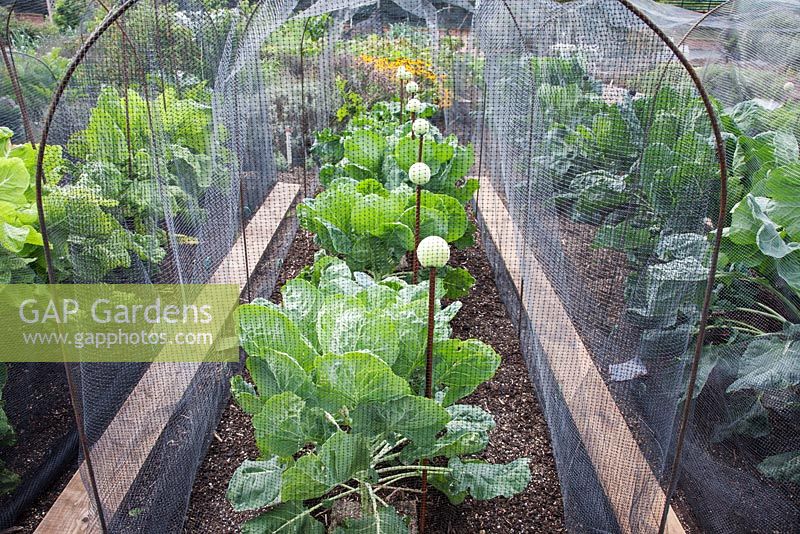 Cloches made from rusty steel hoops with protective butterfly netting over Brussel sprouts 