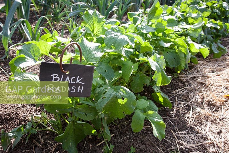 Slate plant label, Black Radish, marking out rows in a kitchen garden in September