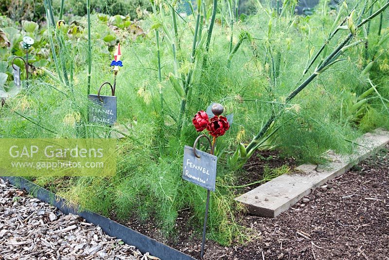 Slate plant label,  with rusted iron support and painted red flowers, marking out rows of Fennel 'Romanesco' in a kitchen garden in September  