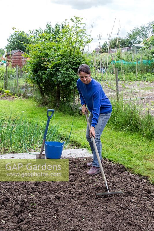 Woman raking over soil in an allotment patch