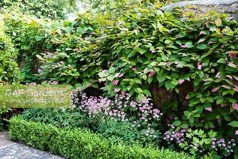 Courtyard garden with clipped Box hedge, flowering Astrantia 'Roma' (PBR), Actinidia kolomikta climbing over a stone wall, in Summer