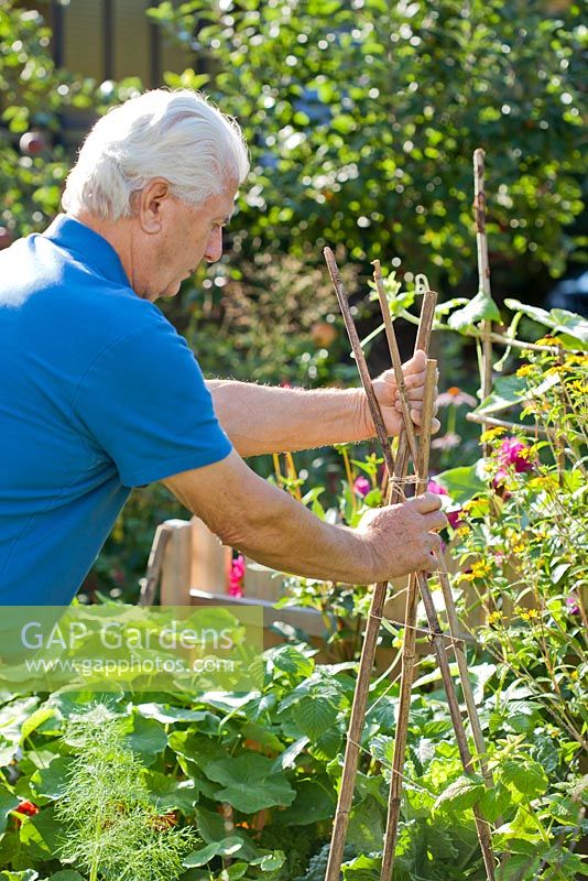 Man uses bamboo sticks to make a support for cucumber in vegetable garden.