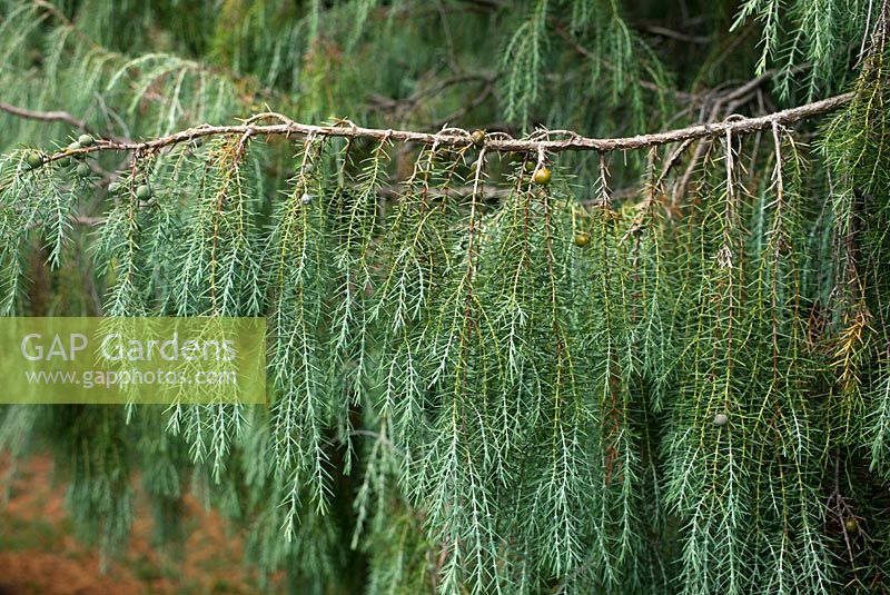 Juniperus cedrus - Canary Islands Juniper tree with seed cones - August - Gloucestershire