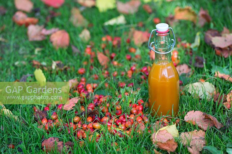 Rosa rubiginosa - Bottle of homemade rose hip syrup and rose hips on grass with autumn leaves - August - Oxfordshire