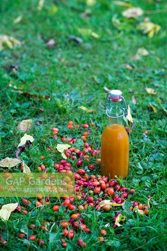 Rosa rubiginosa - Bottle of homemade rose hip syrup and rose hips on grass with autumn leaves - August - Oxfordshire